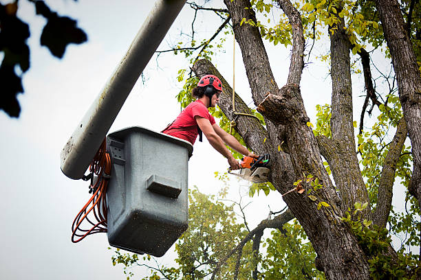 Best Emergency Storm Tree Removal  in USA